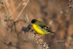 Carduelis-psaltria;Forage;Lesser-Goldfinch;One;avifauna;bird;birds;color-image;c